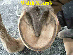 Welsh X Arab