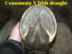 Connamara X Irish draught