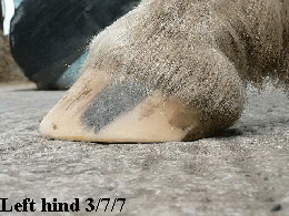 Left hind 3/7/7