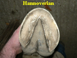 Hannoverian