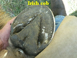 Irish cob
