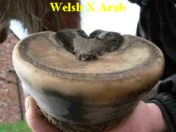 Welsh X Arab