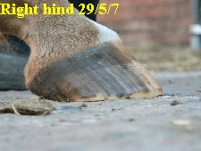 Right hind 29/5/7