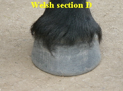 Welsh section D