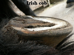 Irish cob