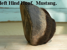 left Hind Hoof.  Mustang.