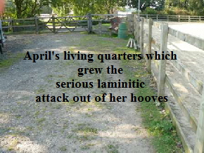 April's living quarters which 
grew the 
serious laminitic 
attack out of her hooves