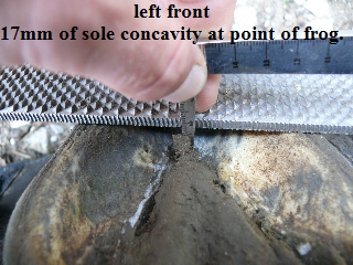 left front
17mm of sole concavity at point of frog.