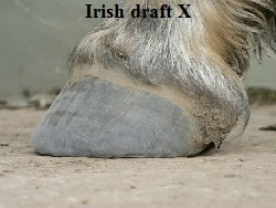 Irish draft X