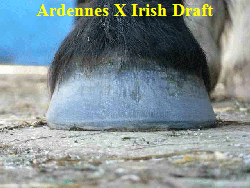 Ardennes X Irish Draft