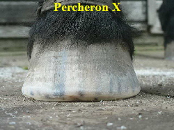 Percheron X