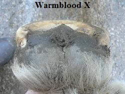 Warmblood X