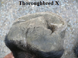 Thoroughbred X