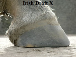 Irish Draft X