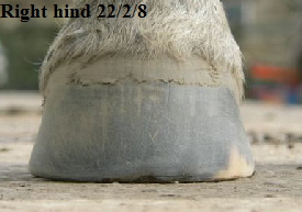 Right hind 22/2/8